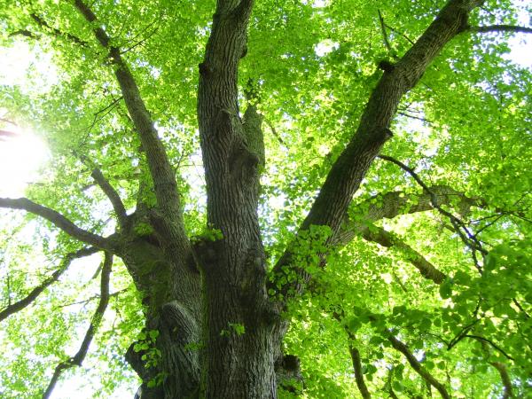Linden trees