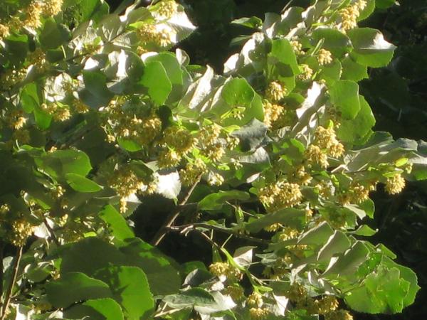 Shaped linden tree