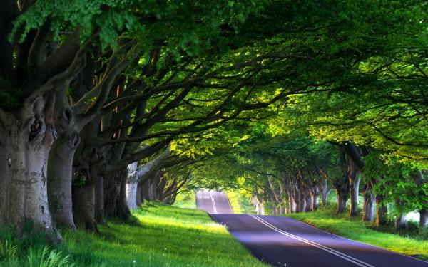 Lined Tree Avenue