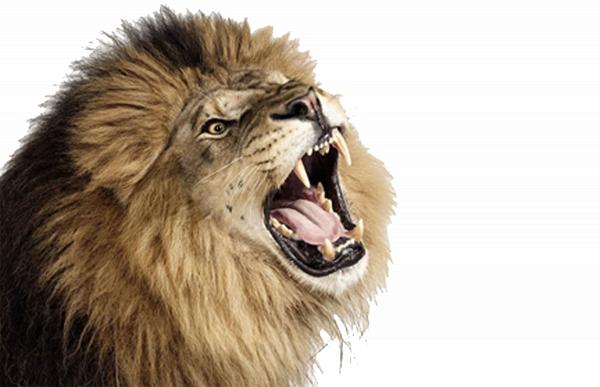 Roar!