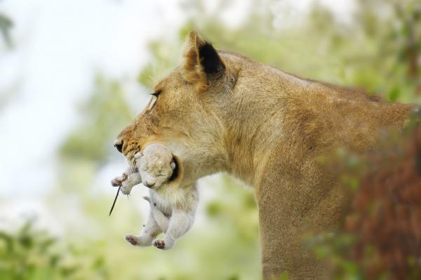 Lion