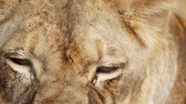 Lion Closeup
