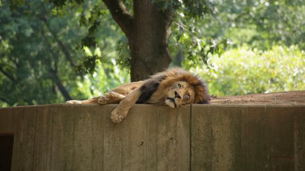 Lion lying down