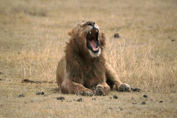 Lion Roaring