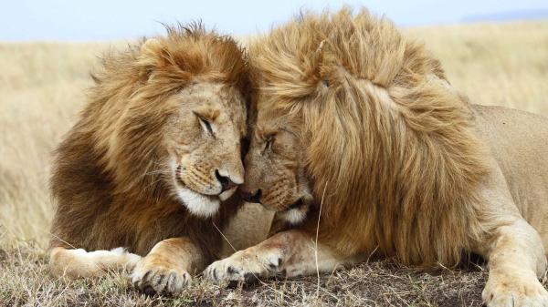Lion Sleeping