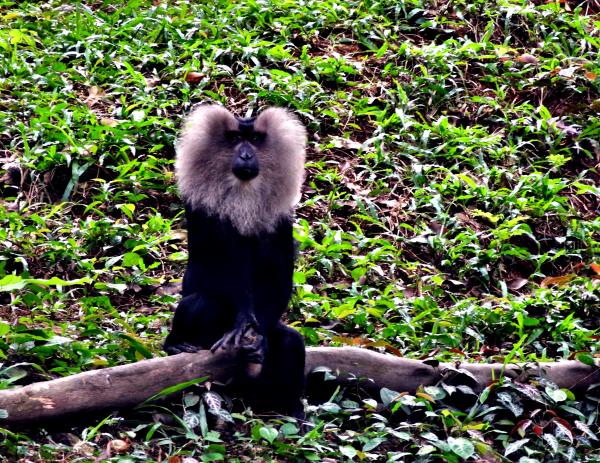 Lion-tailed macaque