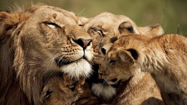 Lion's Pride