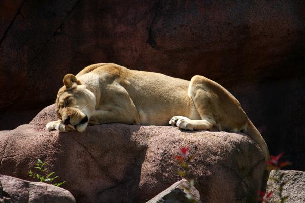 Lioness