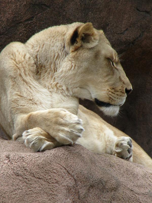 Lioness
