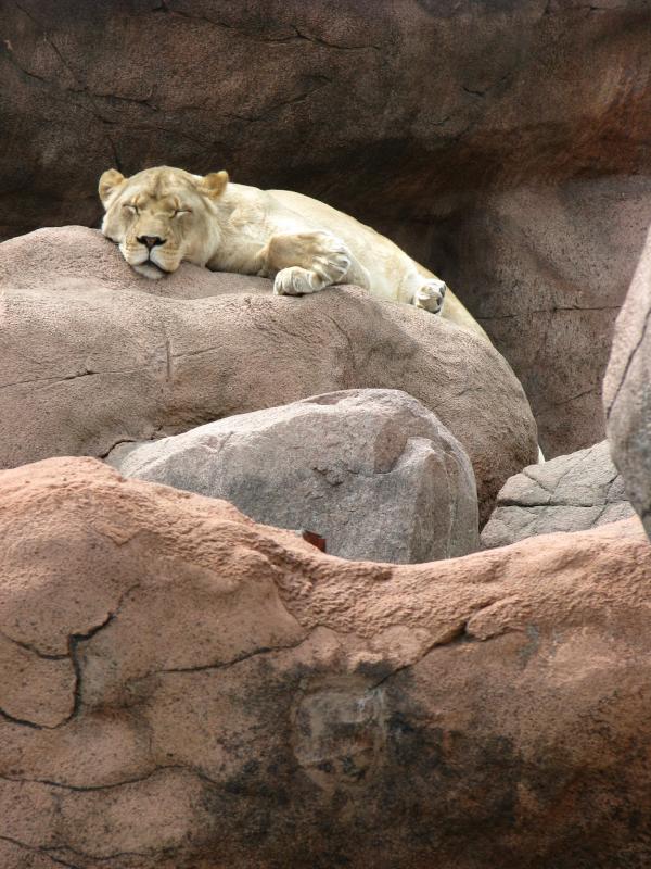 Lioness