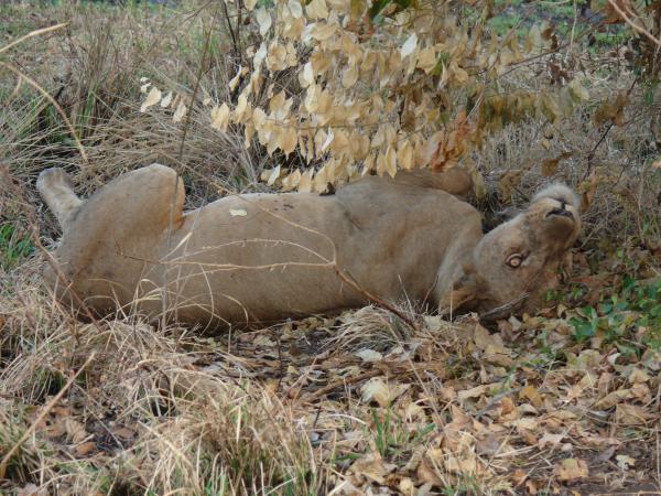 Lioness