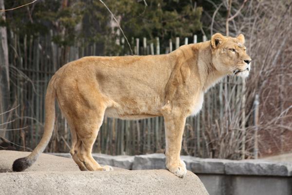 Lioness in profile