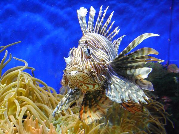 Lionfish