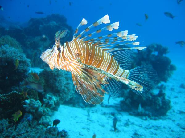 Lionfish in the Sea