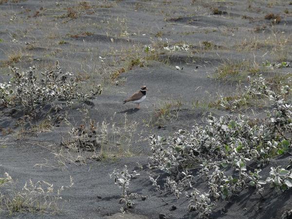 Little bird in volcanic ash