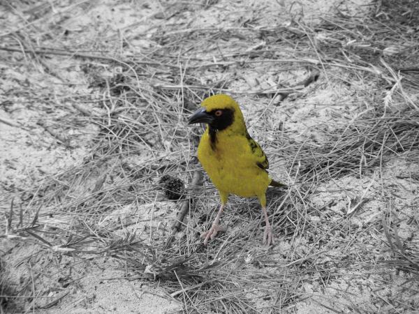 Little Bird