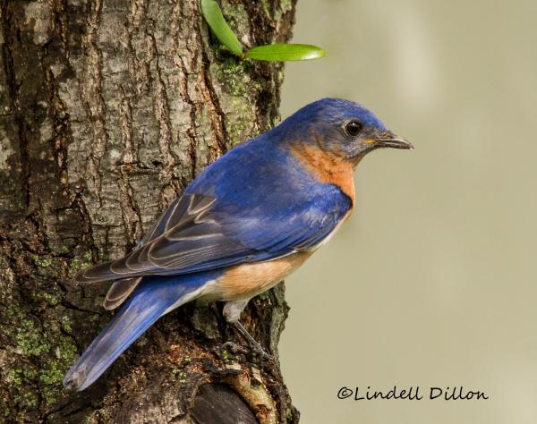 little blue bird