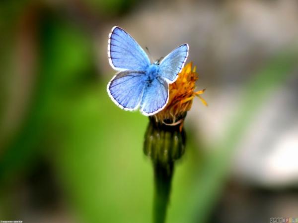 Little Blue Butterfly