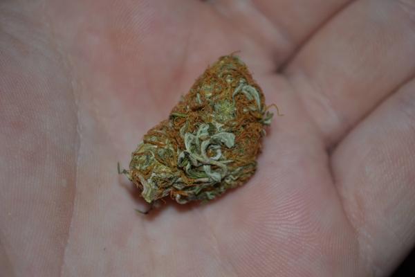 Little bud