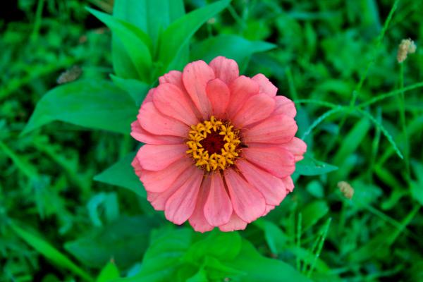 Little Pink Flowers
