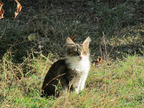 Little Kitten in the Yard