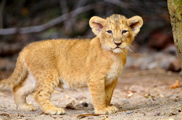 Little Lions