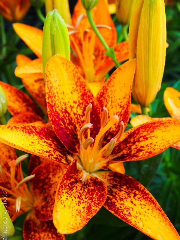 Little Orange Lilies