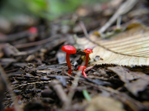 Little Red Mushroom