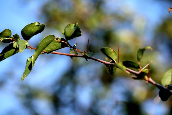 Little Thorns