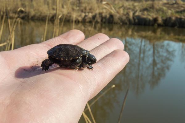 Little turtle in the palm of a person