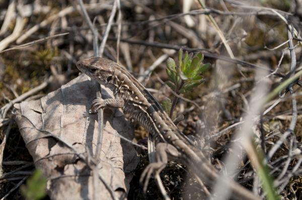 Lizard