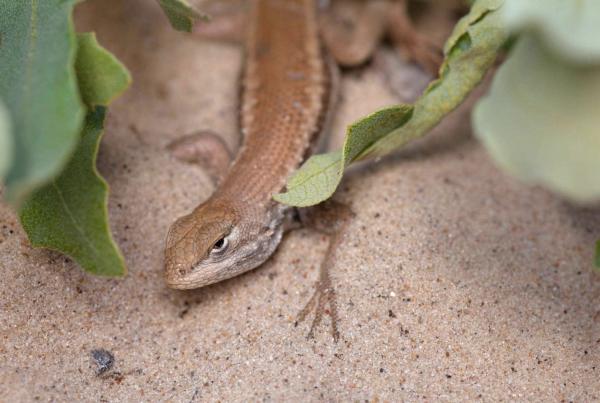 lizard