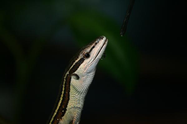 Lizard