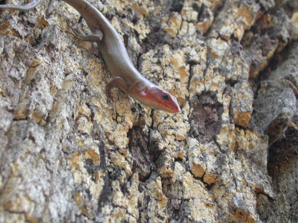 Lizard