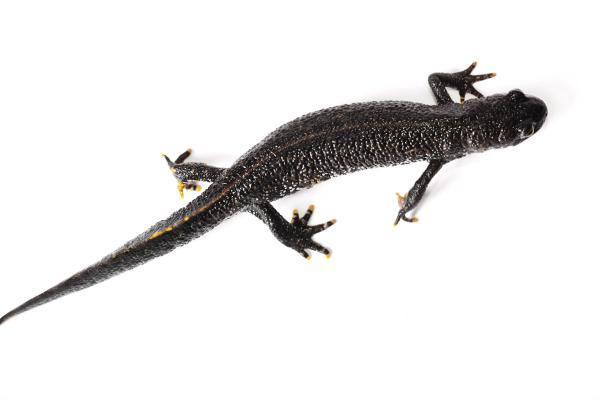 lizard
