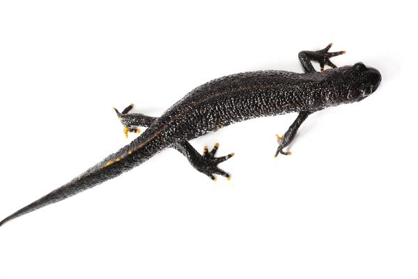 lizard