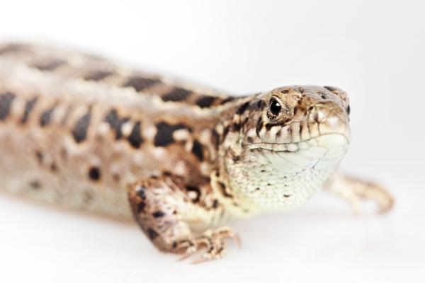 Lizard