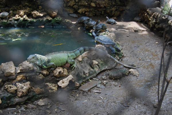 Lizard at Surabaya Zoo