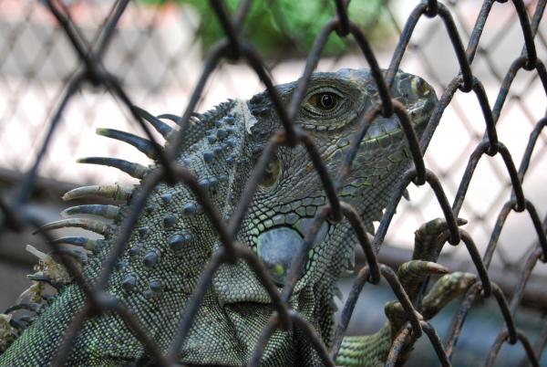 Lizard at Surabaya Zoo