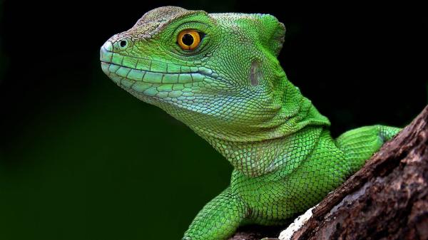 Lizard head