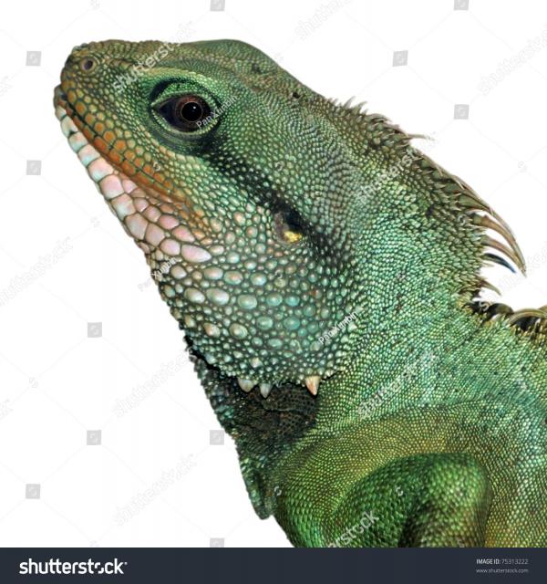 Lizard head