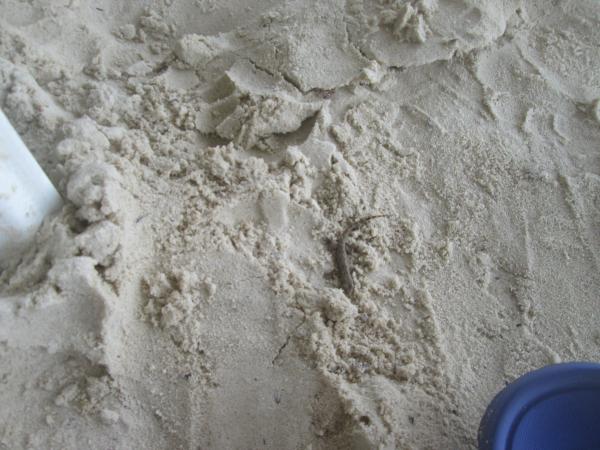 Lizard in the Sand