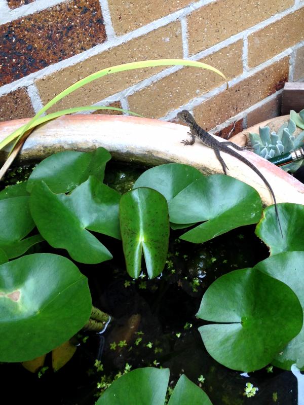 Lizard resting near water