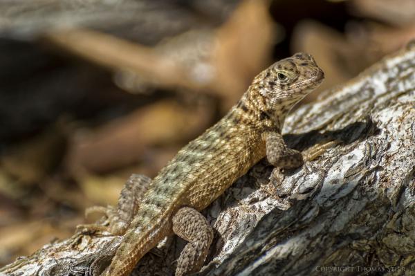 Small lizard