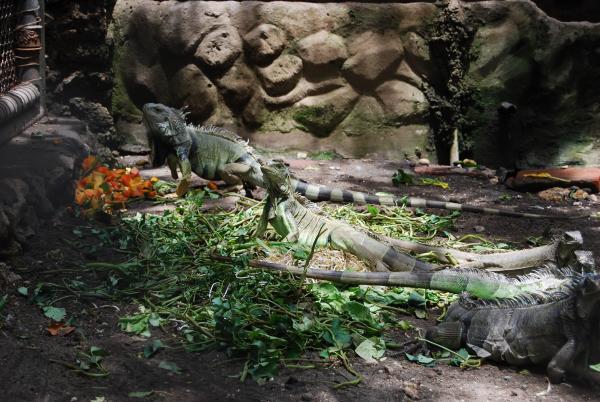 Lizards at Surabaya Zoo