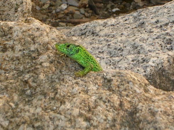 Lizzard