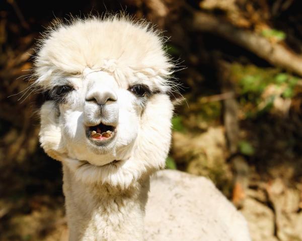 llama