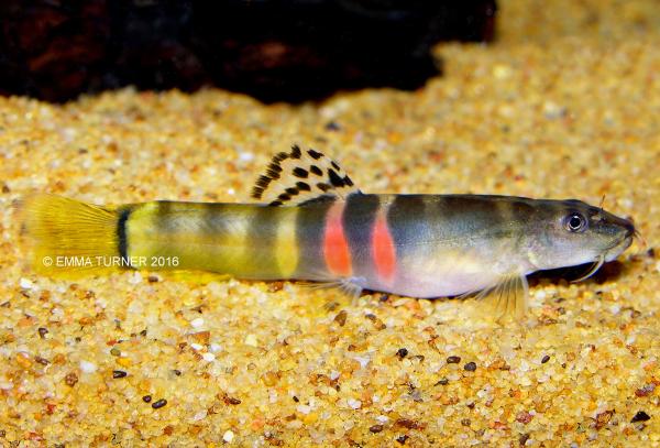 Loach