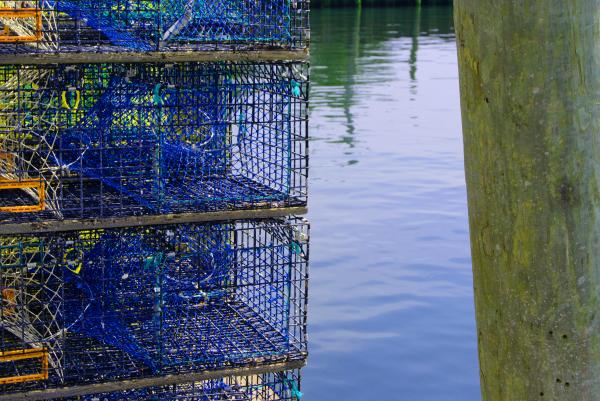 Lobster Traps