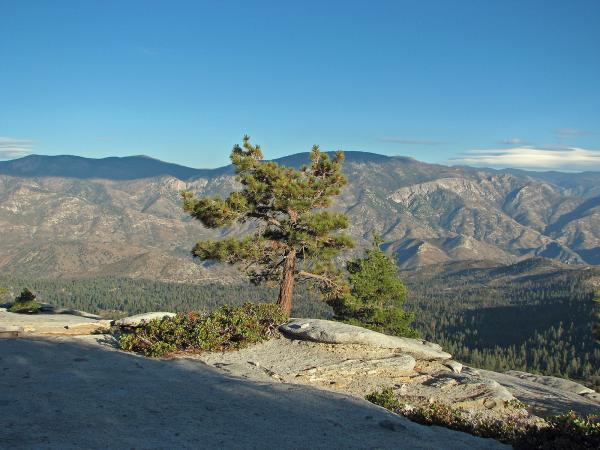 Lone Pine in Needles